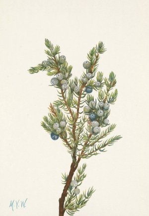 Mountain Juniper. Juniperus sibirica by Mary Vaux Walcott Oil Painting