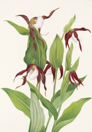 Mountain Ladyslipper by Mary Vaux Walcott Oil Painting