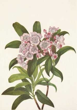 Mountain-laurel. Kalmia Latifolia by Mary Vaux Walcott Oil Painting
