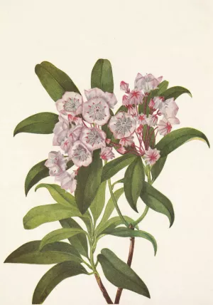 Mountain-laurel. Kalmia Latifolia by Mary Vaux Walcott Oil Painting
