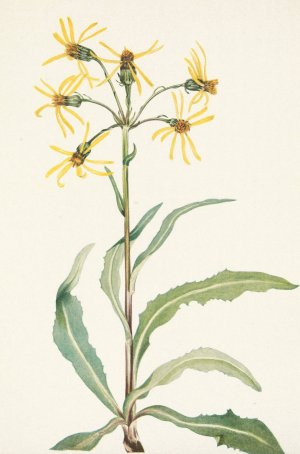 Mourning Groundsel. Senecio lugens by Mary Vaux Walcott Oil Painting