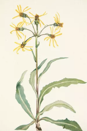 Mourning Groundsel. Senecio lugens Oil painting by Mary Vaux Walcott