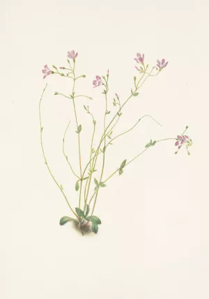 Naiad Springbeauty. Claytonia parvifolia by Mary Vaux Walcott Oil Painting