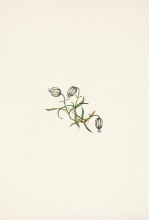 Nodding Campion. Lychnis apetala by Mary Vaux Walcott Oil Painting