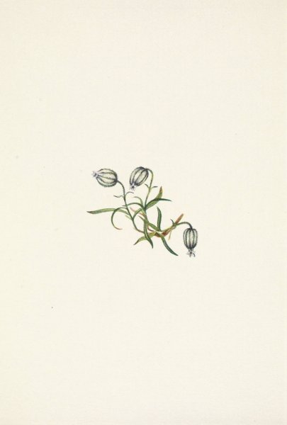 Nodding Campion. Lychnis apetala  by Mary Vaux Walcott - Hand-Painted Oil Painting Reproduction
