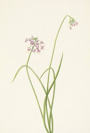 Nodding Onion. Allium cernuum by Mary Vaux Walcott Oil Painting
