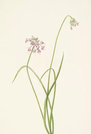 Nodding Onion. Allium cernuum by Mary Vaux Walcott Oil Painting
