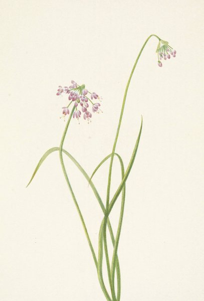 Nodding Onion. Allium cernuum  by Mary Vaux Walcott - Hand-Painted Oil Painting Reproduction