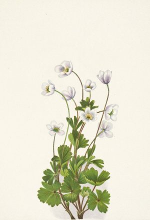 Northern Anemone. Anemone parviflora by Mary Vaux Walcott Oil Painting