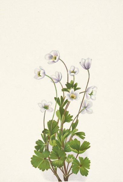 Northern Anemone. Anemone parviflora  by Mary Vaux Walcott - Hand-Painted Oil Painting Reproduction