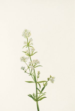 Northern Bedstraw Oil painting by Mary Vaux Walcott