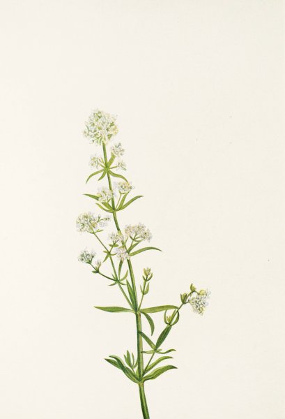 Northern Bedstraw  by Mary Vaux Walcott - Hand-Painted Oil Painting Reproduction