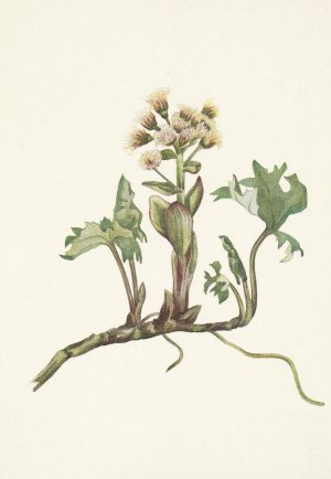 Northern Butterbur. Petasites hyperboreus by Mary Vaux Walcott Oil Painting