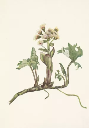Northern Butterbur. Petasites hyperboreus Oil painting by Mary Vaux Walcott