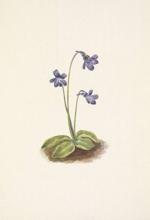 Northern Butterwort. Pinguicula vulgaris Oil painting by Mary Vaux Walcott