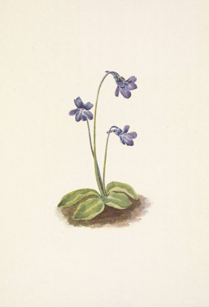 Northern Butterwort. Pinguicula vulgaris  by Mary Vaux Walcott - Hand-Painted Oil Painting Reproduction
