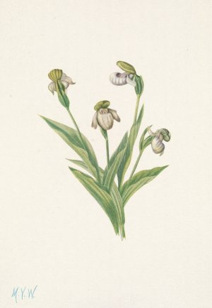 Northern Ladyslipper. Cypripedium passerinum by Mary Vaux Walcott Oil Painting