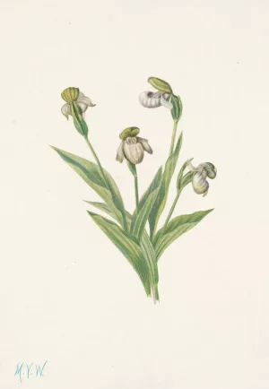Northern Ladyslipper. Cypripedium passerinum by Mary Vaux Walcott Oil Painting