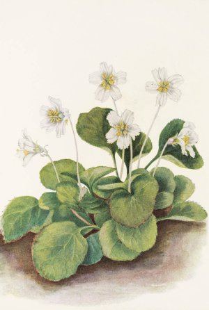 Oconee-bells by Mary Vaux Walcott Oil Painting