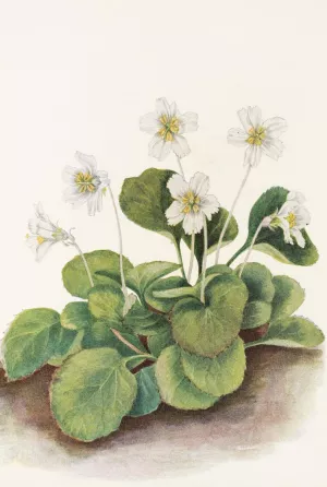 Oconee-bells by Mary Vaux Walcott Oil Painting