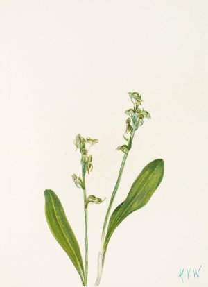 One-leaf Bog-orchid by Mary Vaux Walcott Oil Painting