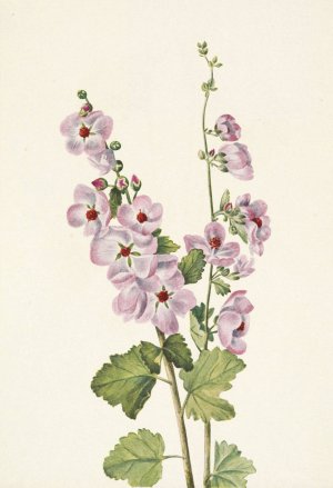 Orange-eye Globemallow. Sphaeralcea davidsonii by Mary Vaux Walcott Oil Painting