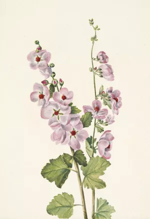 Orange-eye Globemallow. Sphaeralcea davidsonii Oil painting by Mary Vaux Walcott