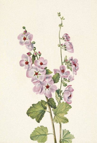 Main Product Photo of Orange-eye Globemallow. Sphaeralcea davidsonii  Painting by Mary Vaux Walcott