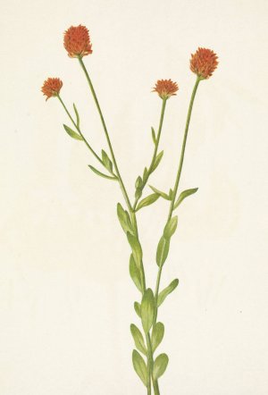 Orange Polygala. Polygala lutea by Mary Vaux Walcott Oil Painting