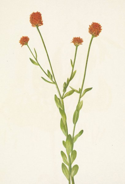 Orange Polygala. Polygala lutea  by Mary Vaux Walcott - Hand-Painted Oil Painting Reproduction
