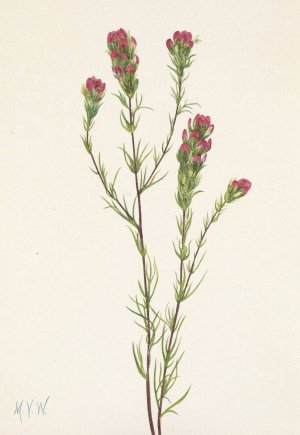 Owl-clover. Orthocarpus tenuifolius by Mary Vaux Walcott Oil Painting