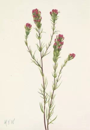 Owl-clover. Orthocarpus tenuifolius by Mary Vaux Walcott Oil Painting