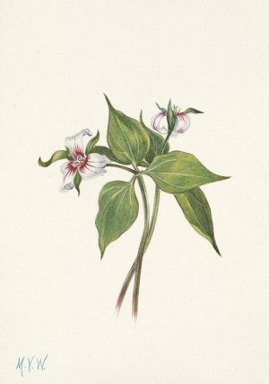 Painted Trillium. Trillium undulatum by Mary Vaux Walcott Oil Painting