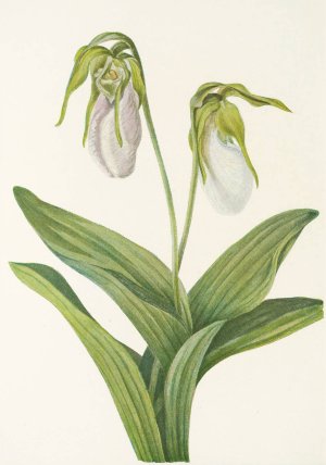 Pale Ladyslipper by Mary Vaux Walcott Oil Painting