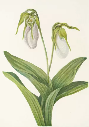 Pale Ladyslipper by Mary Vaux Walcott Oil Painting