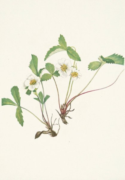 Pale Strawberry. Fragaria glauca  by Mary Vaux Walcott - Hand-Painted Oil Painting Reproduction
