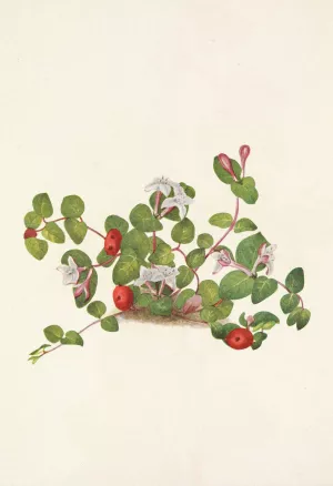 Partridgeberry. Mdtchella repens Oil painting by Mary Vaux Walcott