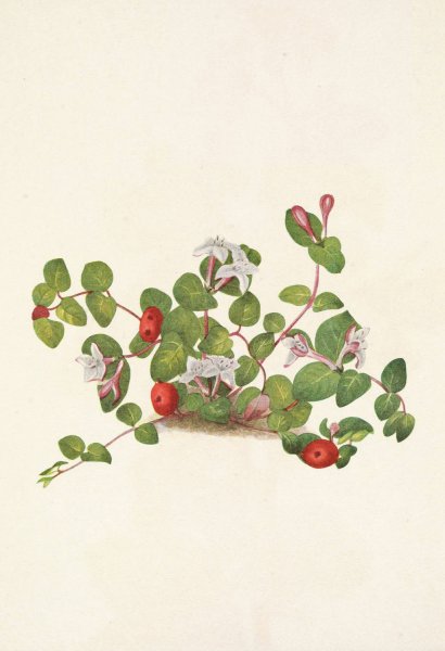 Partridgeberry. Mdtchella repens  by Mary Vaux Walcott - Hand-Painted Oil Painting Reproduction