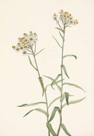 Pearl Everlasting. Anaphalis margaritacea by Mary Vaux Walcott Oil Painting