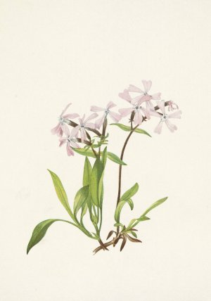 Peatpink. Silene caroliniana by Mary Vaux Walcott Oil Painting