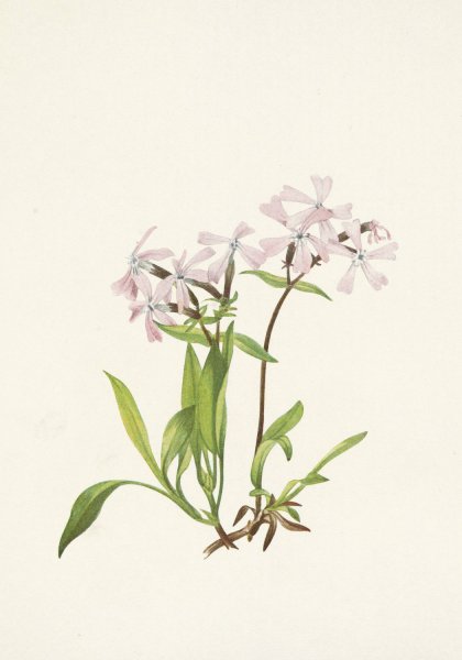 Peatpink. Silene caroliniana  by Mary Vaux Walcott - Hand-Painted Oil Painting Reproduction