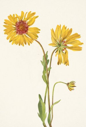 Perennial Gaillardia. Gaillardia aristata by Mary Vaux Walcott Oil Painting