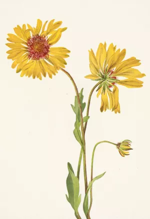 Perennial Gaillardia. Gaillardia aristata by Mary Vaux Walcott Oil Painting