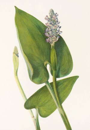 Pickerelweed by Mary Vaux Walcott Oil Painting