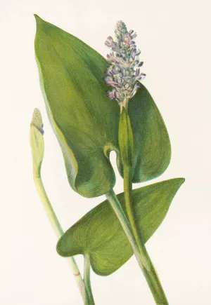 Pickerelweed by Mary Vaux Walcott Oil Painting