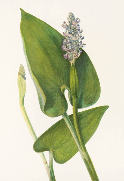 Pickerelweed  by Mary Vaux Walcott - Hand-Painted Oil Painting Reproduction