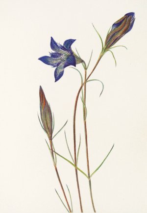 Pinebarren Gentian Oil painting by Mary Vaux Walcott