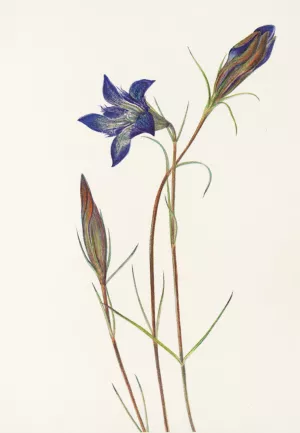 Pinebarren Gentian by Mary Vaux Walcott Oil Painting