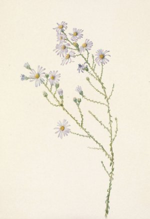 Pineland Aster. Aster squarrosus by Mary Vaux Walcott Oil Painting