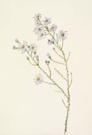 Pineland Aster. Aster squarrosus by Mary Vaux Walcott Oil Painting